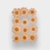 Dried Daisy Flowers