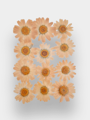 Dried Daisy Flowers