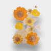Pressed Mixed Flowers