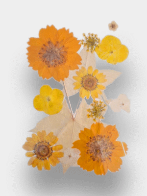 Pressed Mixed Flowers