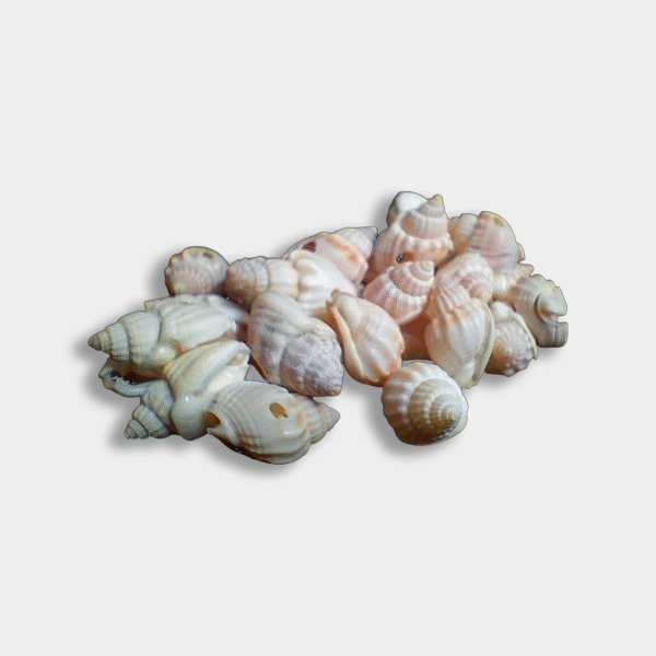 Sea Shells