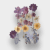 Pressed Flowers & Stem